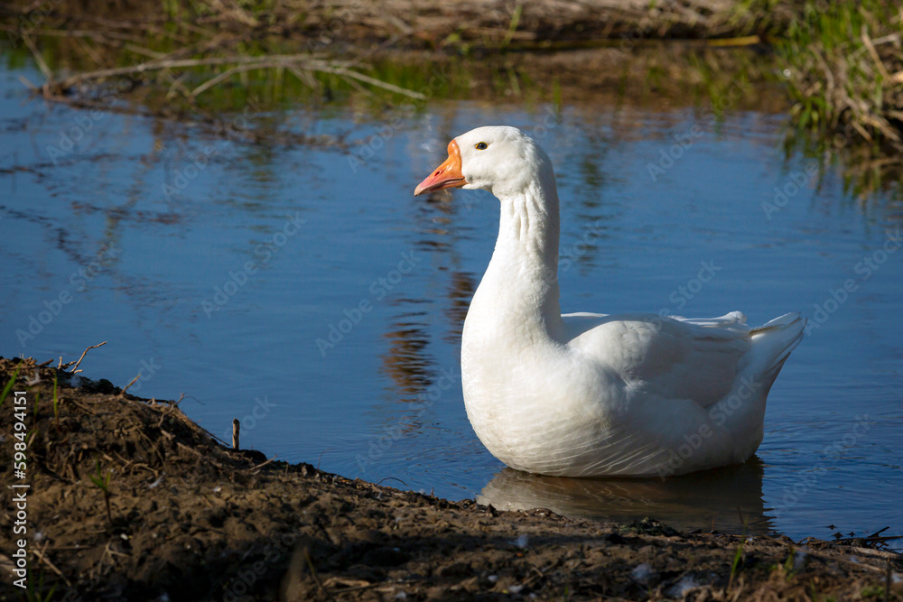 The white goose sits in the water next to the pond.