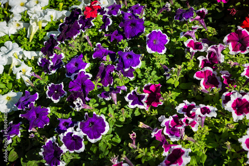 Close - up of a flower bed with colorful Petunia flowers.. 