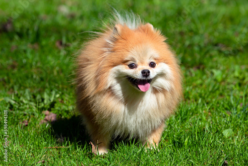 Pomeranian with fluffy fur plays on the grass