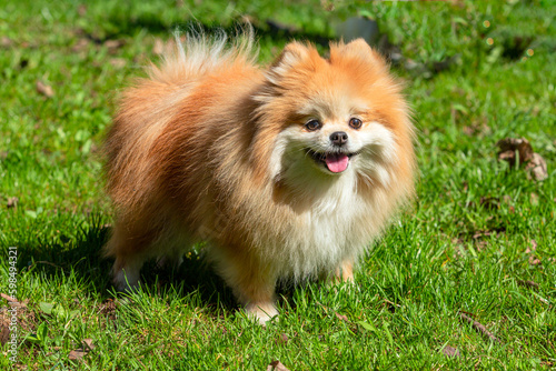 A Pomeranian dog with a pink tongue stands in the grass © Andrey