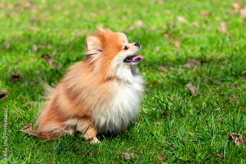 A Pomeranian dog with fluffy fur sits on the grass.
