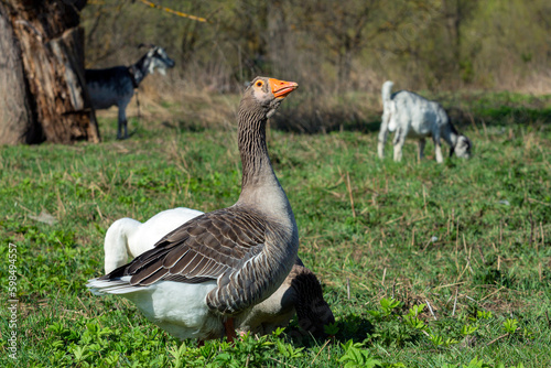 A goose with an orange beak is standing in the grass,