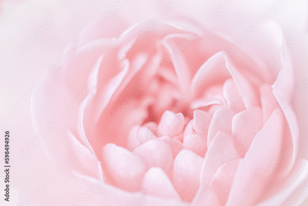 Pale pink rose flower isolated on white background. Soft focus