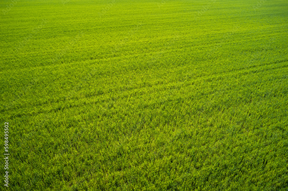 Plantation green grass top view. Grass meadows top view. Aerial view of a grass plantation. Plantation green grass top view. Grass meadows top view. Aerial view of a grass plantation.