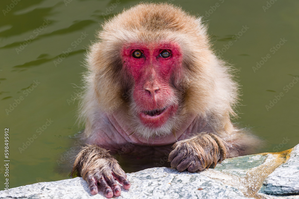 Obraz premium Japanese Macaque (Macaca fuscata) bathing in a steaming volcanic hot spring (onsen) on the northern island of Hokkaido