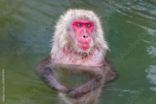 Japanese Macaque (Macaca fuscata) bathing in a steaming volcanic hot spring (onsen) on the northern island of Hokkaido photo