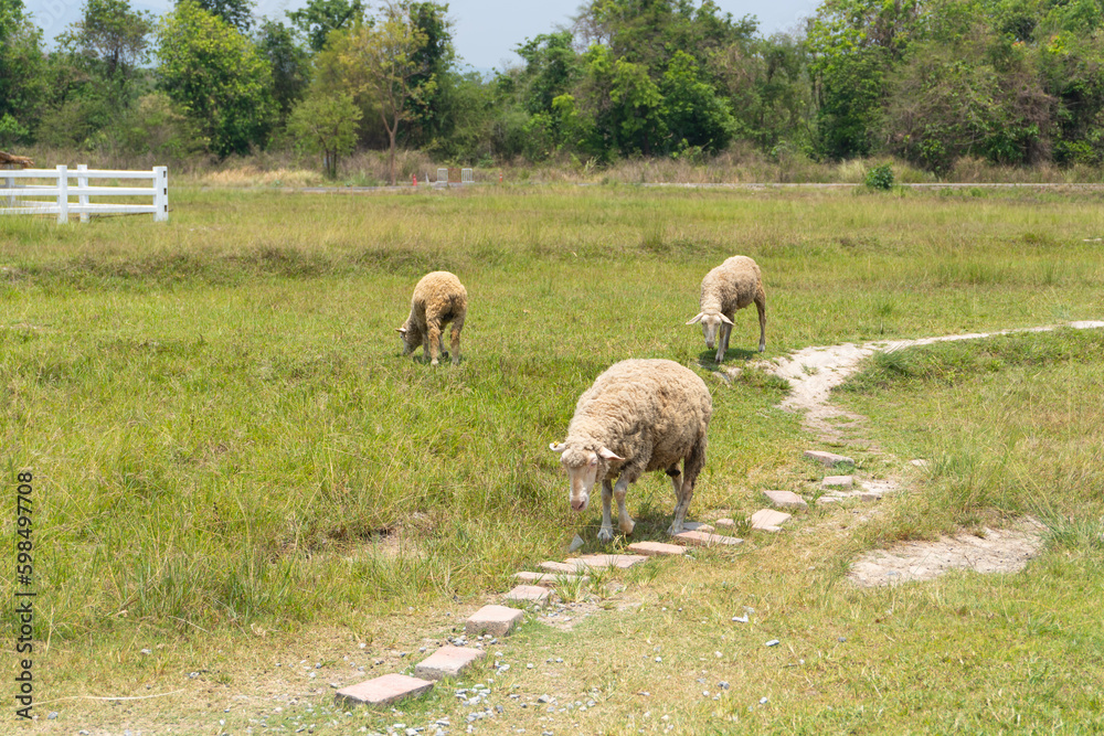 Obraz premium sheep in the field