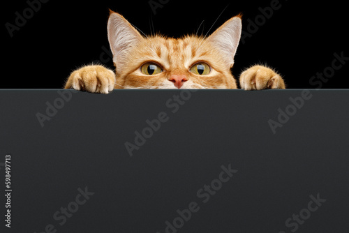 Foto Ginger cat peeks out from behind the background