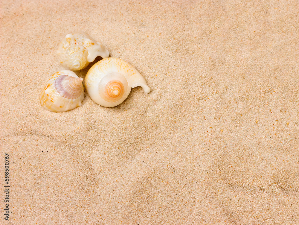 Seashells on the beach sand background with copy space. Seashells on the beach sand background with copy space.
