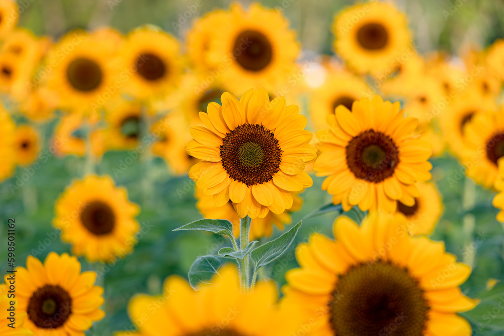 close up blooming yellow sunflower close up blooming yellow sunflower