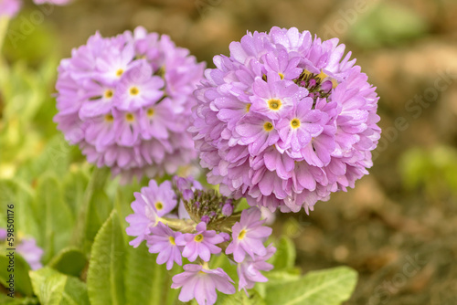 Blooming primrose longiscapa longarrow in a garden spring flower bed.