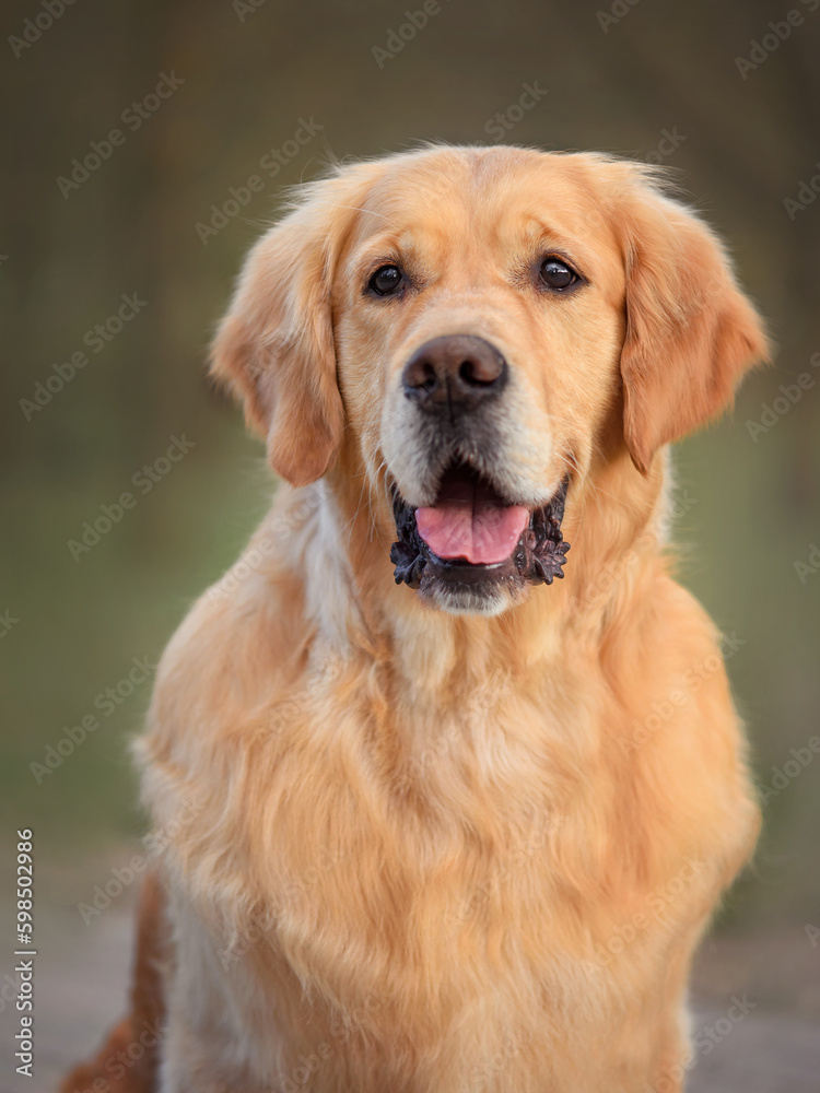 close-up portrait of a golden retriever dog in spring outdoors in a park sits on a path. walking the dog in the park