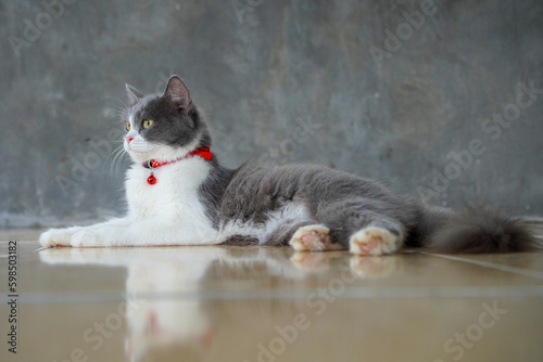 white and gray cat sitting on the floor looking at the left side wearing a collar with yellow eyes © Teguh Pamungkas