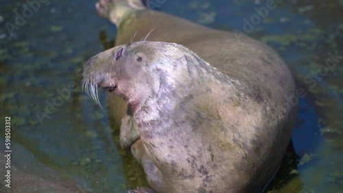 A sea lion with foggy eyes diving into the water in the zoo photo