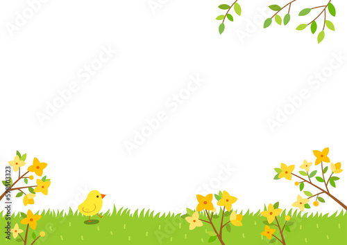 Forsythia flowers and a cute chick on the grass. Spring nature  background.