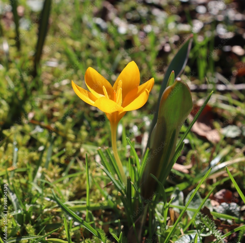 yellow crocus flowers in spring yellow crocus flowers in spring