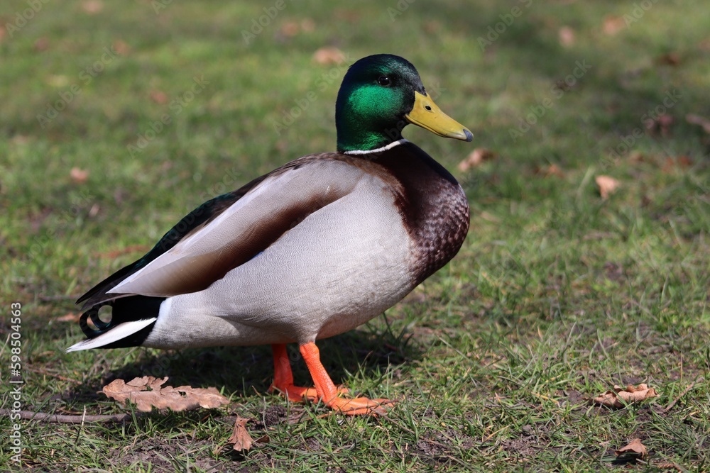 male duck on the grass male duck on the grass