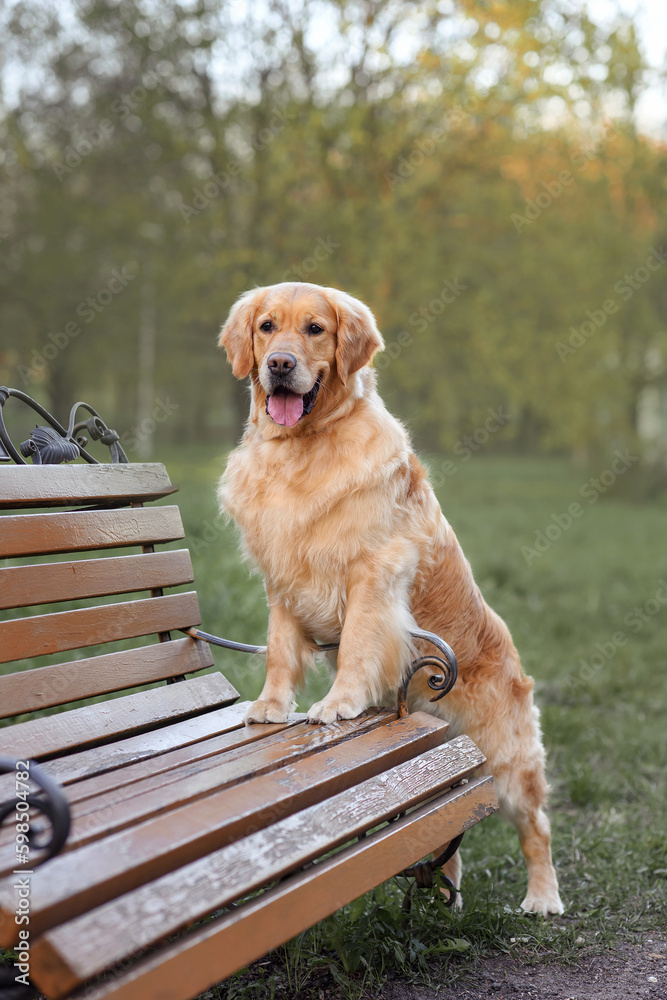dog golden retriever in the spring in nature in the park sits on the path. walking the dog in the park dog golden retriever in the spring in nature in the park sits on the path. walking the dog in the park