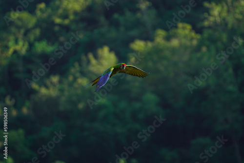 beautiful macaw bird flying sky in rural area