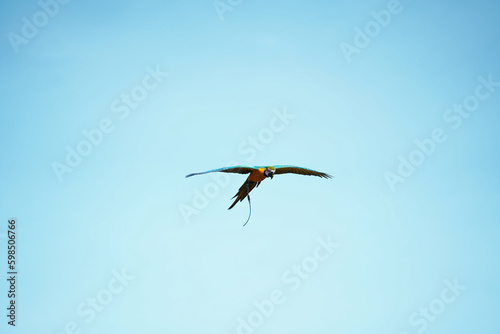 beautiful macaw bird flying sky in rural area