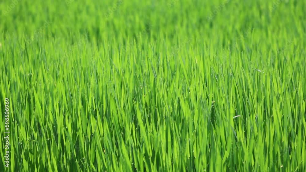 Slow motion video of fresh green blades of gras glistening in the morning sunshine on the fields. Agricultural growing video Slow motion video of fresh green blades of gras glistening in the morning sunshine on the fields. Agricultural growing video
