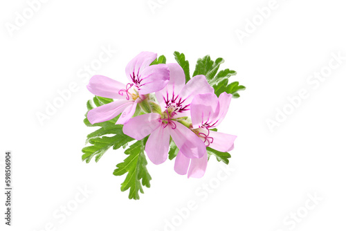 pink flowers of rose geranium isolated on a white background photo