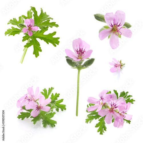 pink flowers of rose geranium isolated on a white background