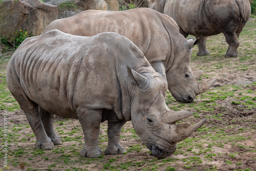 Southern white rhinoceros (Ceratotherium simum simum). Southern white rhinoceros (Ceratotherium simum simum).