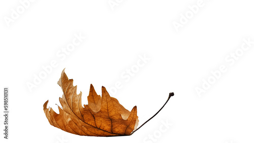leaf one isolated dry yellow winter background