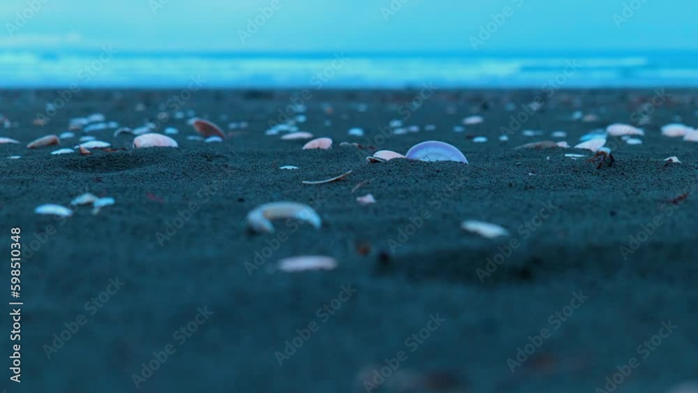 Low shot of shells on Ohope beach, New Zealand. Low shot of shells on Ohope beach, New Zealand.