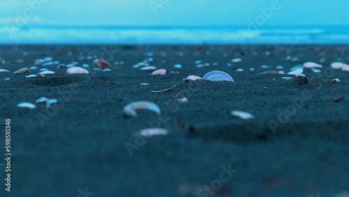 Low shot of shells on Ohope beach, New Zealand. photo