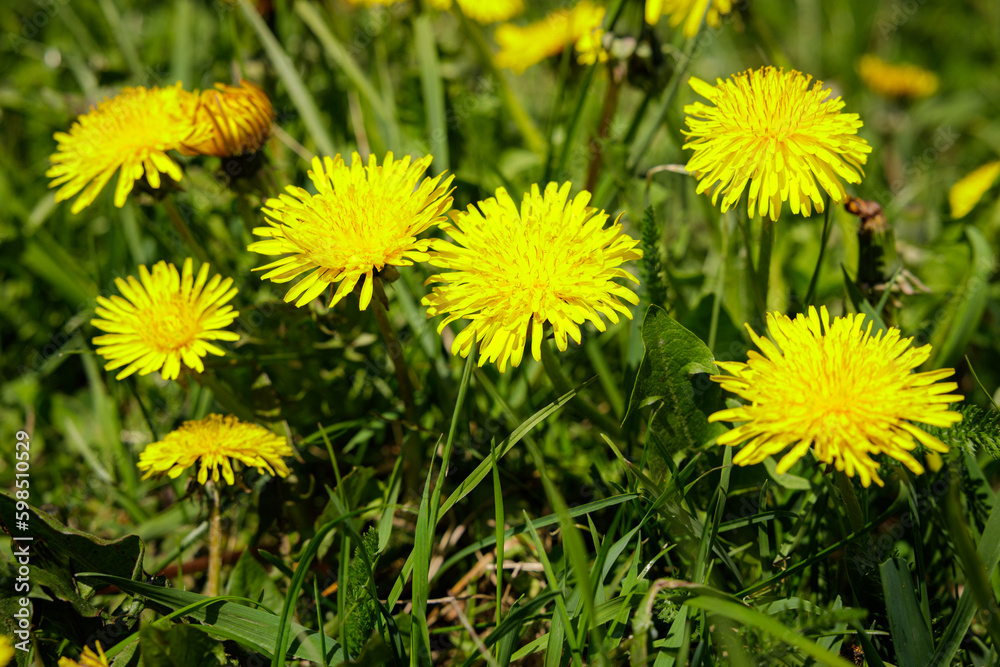 Spring flower Spring flower