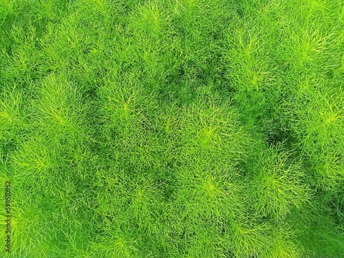 a green plant whose leaves resemble the shape of needles. This plant grows in the Wonogiri area of ​​Indonesia, which has a tropical climate and hot weather photo