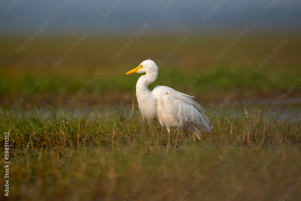 Intermediate egret bird in its habitat in the grass. Close up, selective focus. Intermediate egret bird in its habitat in the grass. Close up, selective focus.