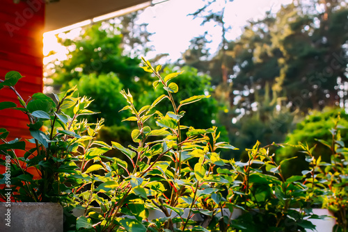 Green plants in sunset light. Ornamental plants on balcony