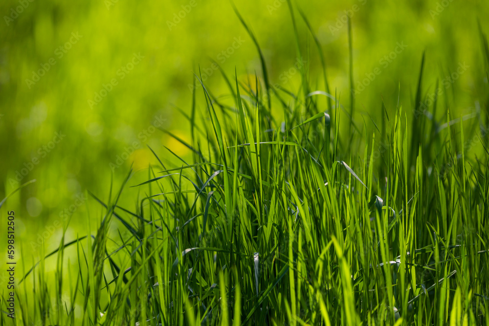 Obraz premium Fresh green grass background in spring