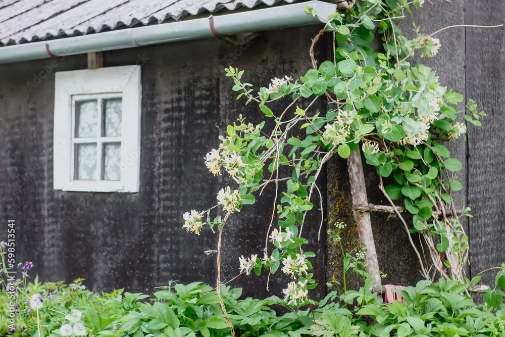 Rural wooden house building and green plants in summer season. Rural wooden house building and green plants in summer season.