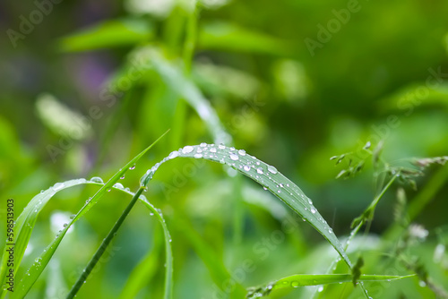 Green grass and plants with rain drops.