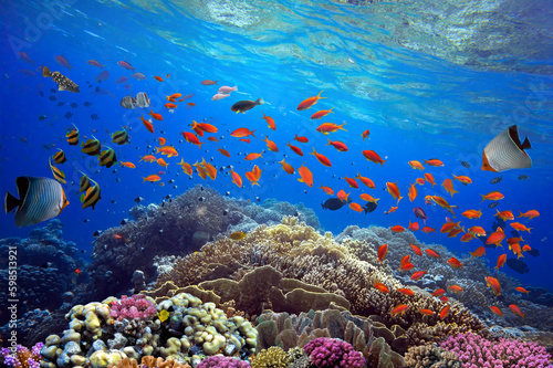 Beautiful tropical coral reef with shoal or red coral fish, anthias