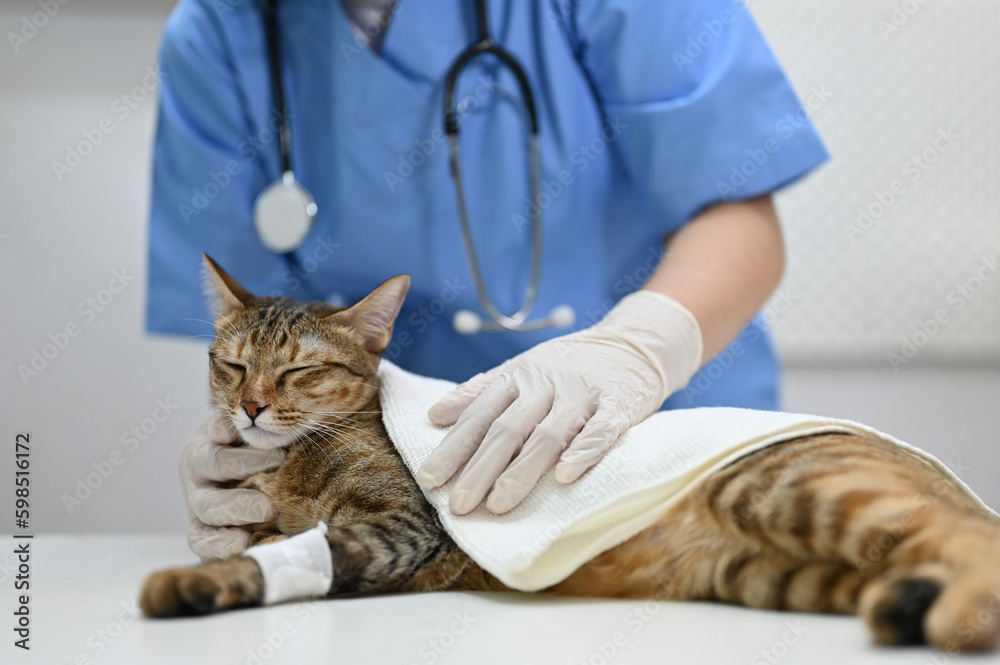 An injured cat is being checked up by a professional veterinarian at a vet clinic. An injured cat is being checked up by a professional veterinarian at a vet clinic.