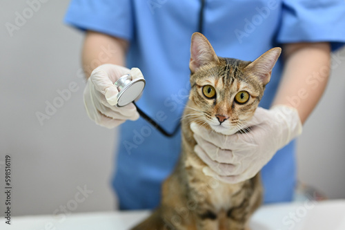 Fototapeta Naklejka Na Ścianę i Meble -  A professional female veterinarian listening cat's lung sound with a stethoscope