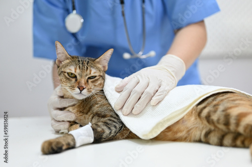 Fototapeta Naklejka Na Ścianę i Meble -  An injured cat is being checked up by a veterinarian in an examination room.