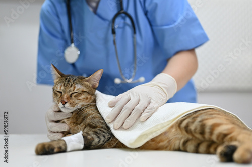 An injured cat is being checked up by a professional veterinarian at a vet clinic.