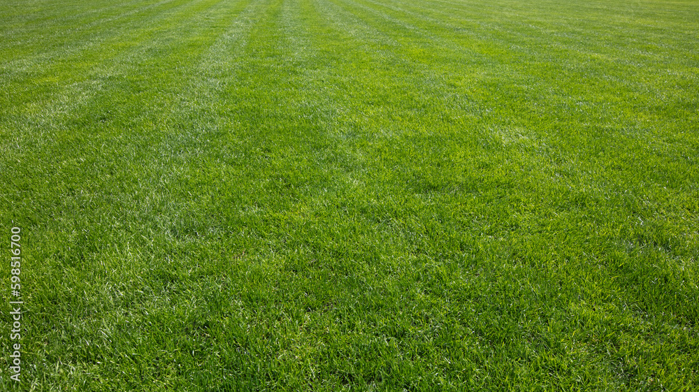 green grass background, football field textured background