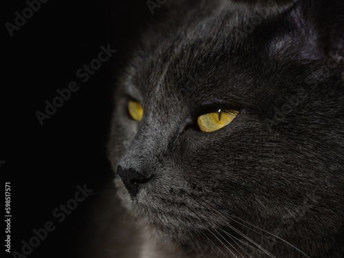 Grey shorthair British cat with bright green eyes. Cat portrait. Green cat eyes on a dark background, close-up. Pet, background, screensaver, cover. Beautiful cat face