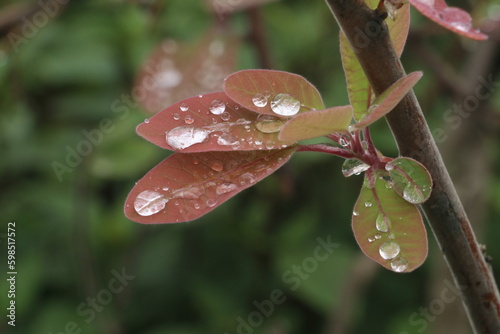 waterdrop  on a leaf
