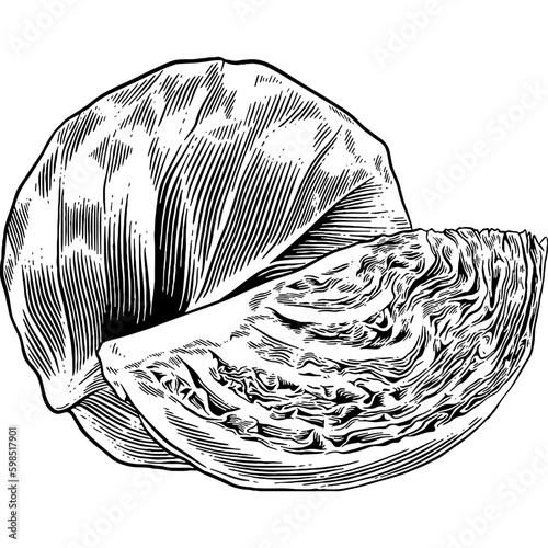 Hand drawn Cabbage Sketch Illustration