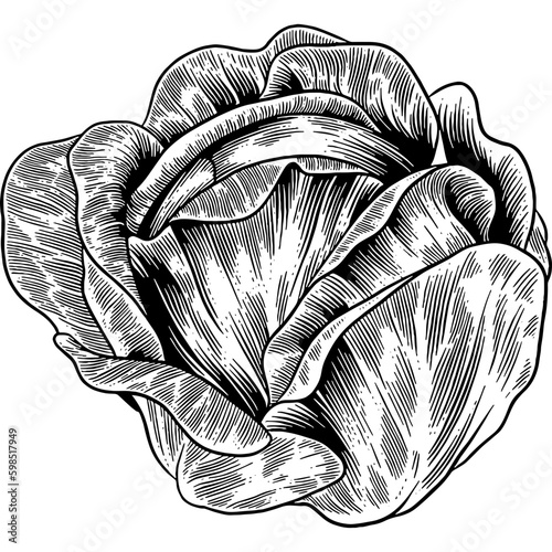 Hand drawn Cabbage Sketch Illustration