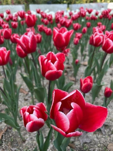 red tulips in the garden