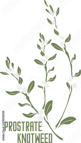 Common Knotgrass plant in vector silhouette. Polygonum aviculare medicinal herb outline. Set of vector image of Prostrate knotweed for medicine and botany. Common Knotgrass in contour and color